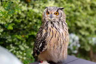 A large owl with orange eyes and mottled brown and cream feathers sits on a surface outdoors, with leafy green foliage in the background.
