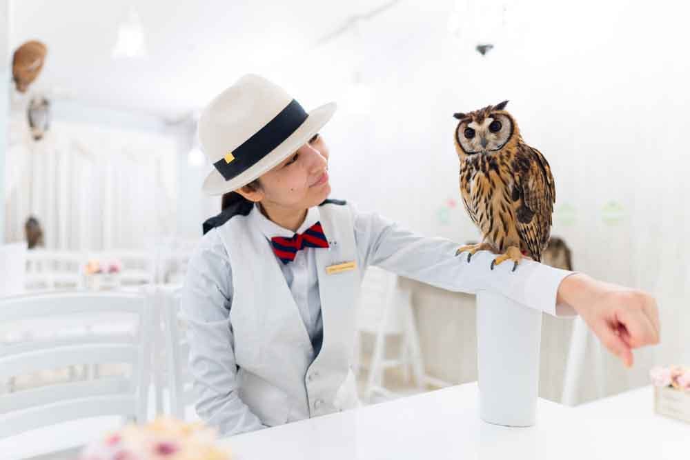 A person wearing a white hat, bow tie, and vest sits at a table in a bright room, smiling at an owl perched on their arm. The owl has brown and tan feathers and is looking at the camera.