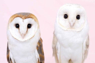 Owl Cafe Tokyo