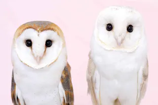Two barn owls are standing side by side against a pale pink background. The owl on the left has brown and white plumage, while the owl on the right is mostly white. Both have heart-shaped faces and dark eyes.