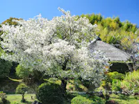 A large cherry blossom tree in full bloom stands in a lush garden with green bushes and grass; behind it, a traditional thatched-roof building is partially visible under a clear blue sky.