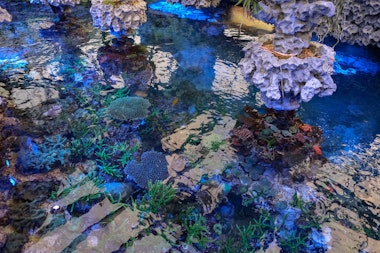 Sango Batake (Coral Garden)