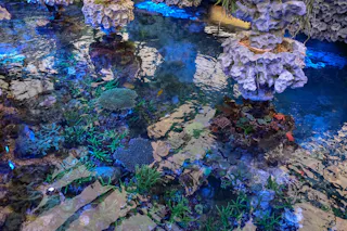 A vibrant aquarium scene featuring clear water, various corals, and green aquatic plants. Artificial rock formations hang above and reflect in the water, illuminated by blue lighting.