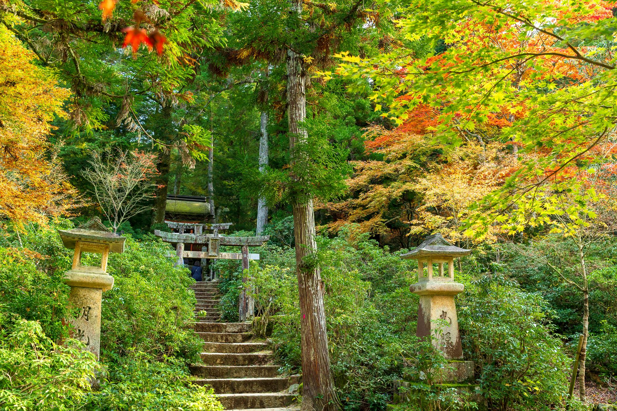 Stone lanterns line a mossy stone stairway leading up through lush green foliage and colorful autumn leaves toward a traditional Japanese torii gate in a serene forest setting.