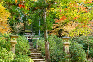 Stone lanterns line a mossy stone stairway leading up through lush green foliage and colorful autumn leaves toward a traditional Japanese torii gate in a serene forest setting.