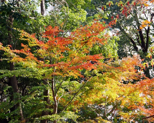 Takanawa Mori no Park