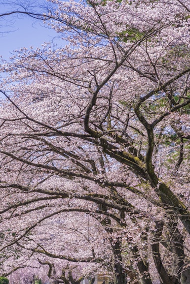 Tsutsujigaoka Park