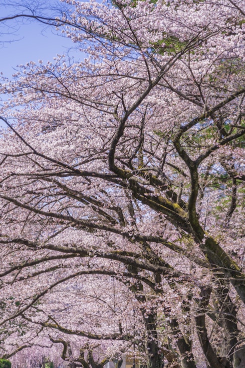 Tsutsujigaoka Park