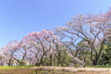Tsutsujigaoka Park