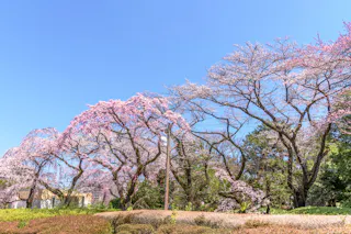 Tsutsujigaoka Park