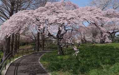 Tsutsujigaoka Park