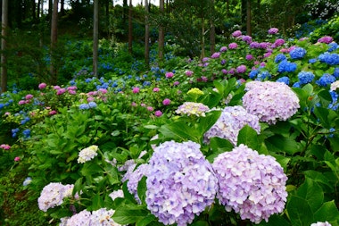 Shimonita Hydrangea Garden