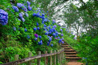 Shimonita Hydrangea Garden