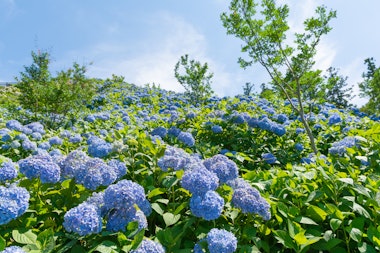 Shimonita Hydrangea Garden