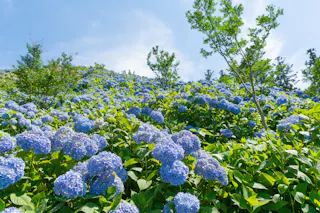 Shimonita Hydrangea Garden