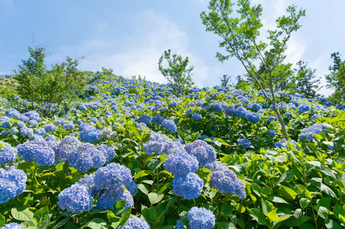 Shimonita Hydrangea Garden