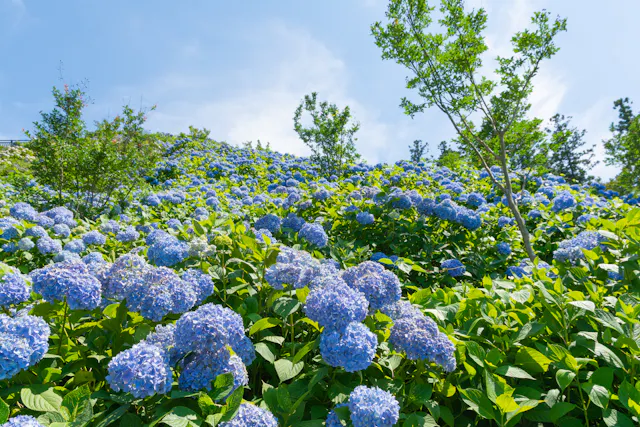 Shimonita Hydrangea Garden