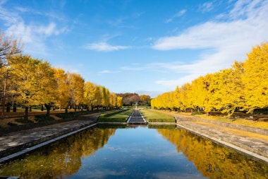 Showa Memorial Park