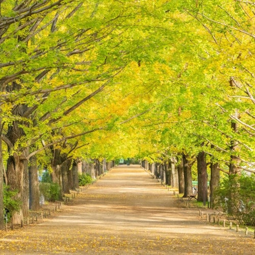 Showa Memorial Park Showa Memorial Park