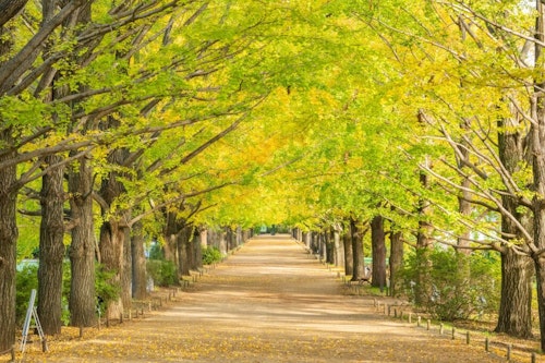 Showa Memorial Park