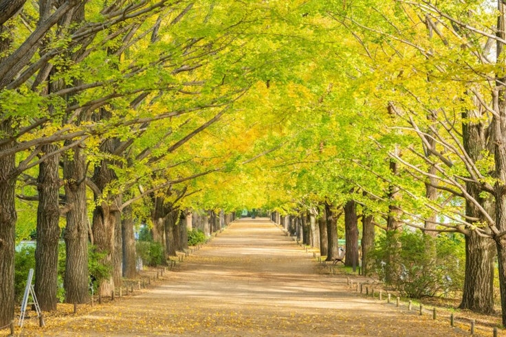 Showa Memorial Park