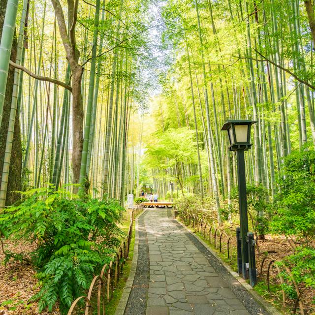 Bamboo Forest Path Shizuoka Highlights Access Tips Trip To Japan Bamboo Forest Path Shizuoka Highlights Access Tips Trip To Japan