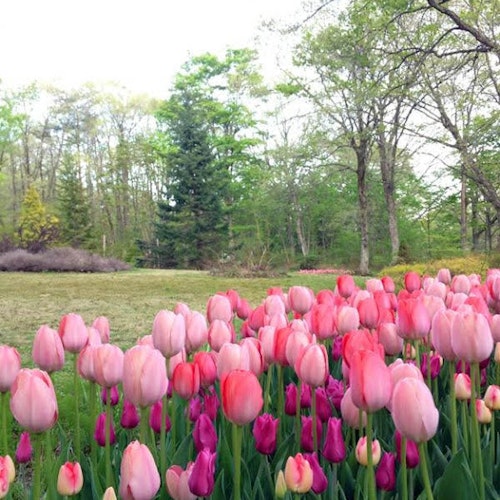 Tajima Highland Botanical Garden Tajima Highland Botanical Garden