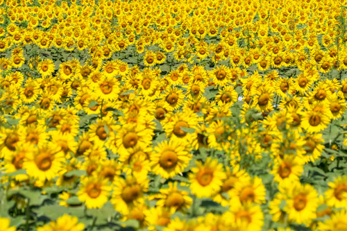 Izuma Sunflower Field, Tosa City