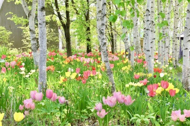 Ueno Farm