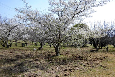 Usubae Sakura Park