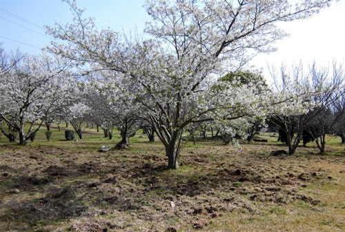 Usubae Sakura Park