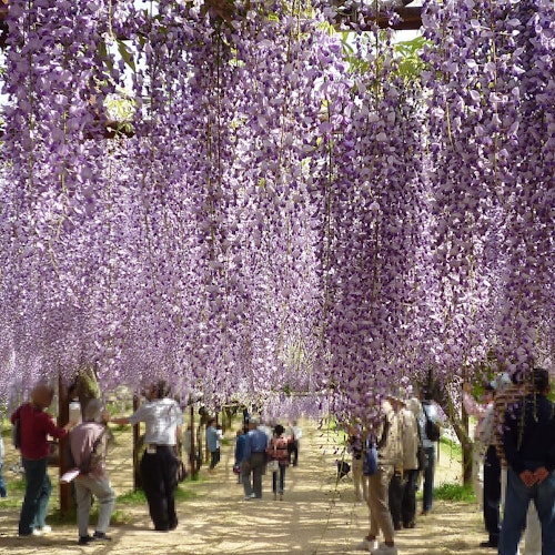 Wake Town Wisteria Park Wake Town Wisteria Park