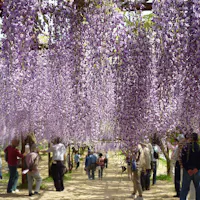 Wake Town Wisteria Park Wake Town Wisteria Park