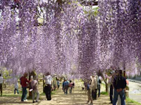 Wake Town Wisteria Park