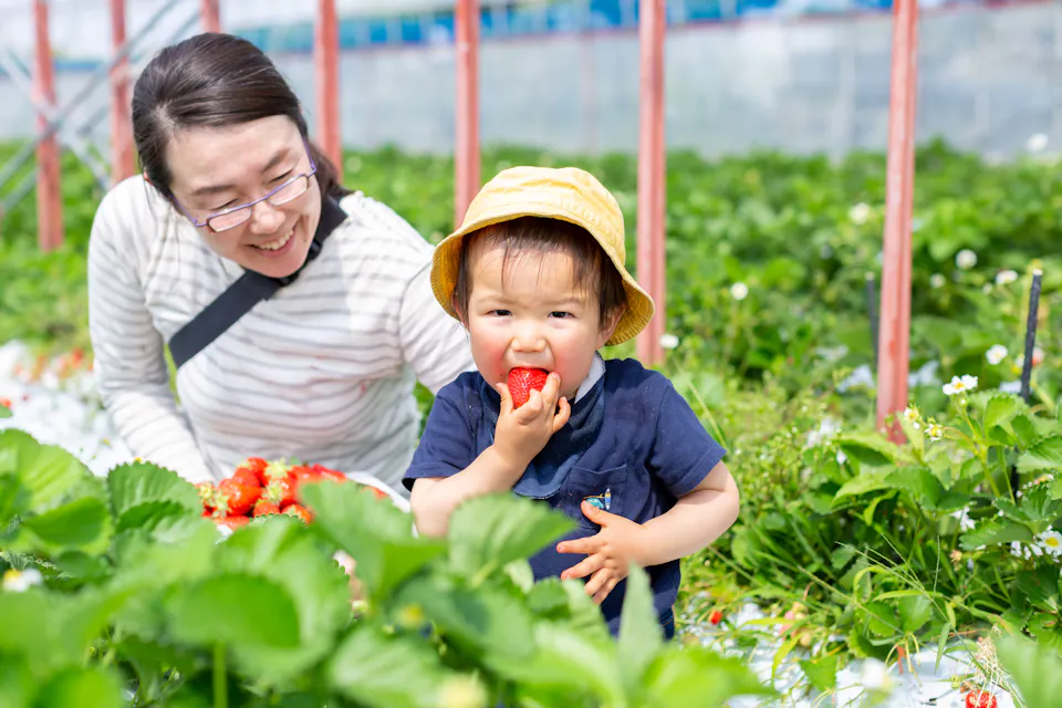 Strawberry picking with family Parents and children