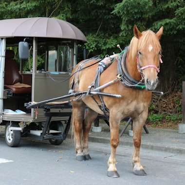 Yufuin Sightseeing Tsuji Carriage Yufuin Sightseeing Tsuji Carriage