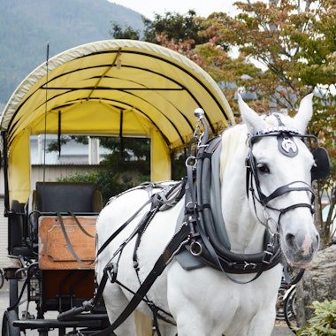 Yufuin Sightseeing Tsuji Carriage Yufuin Sightseeing Tsuji Carriage