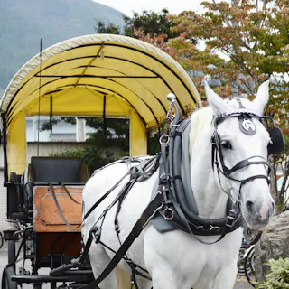 Yufuin Sightseeing Tsuji Carriage Yufuin Sightseeing Tsuji Carriage