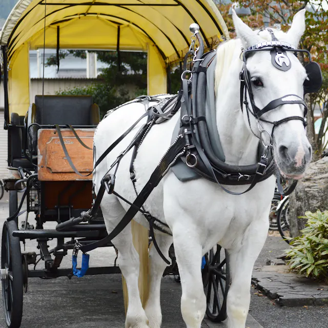 Yufuin Sightseeing Tsuji Carriage Yufuin Sightseeing Tsuji Carriage
