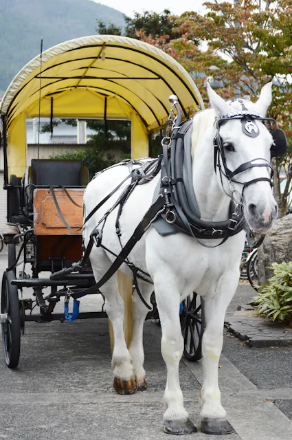 Yufuin Sightseeing Tsuji Carriage