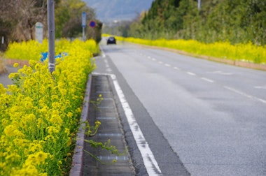 Boso Flower Line