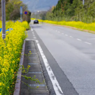 Boso Flower Line Boso Flower Line