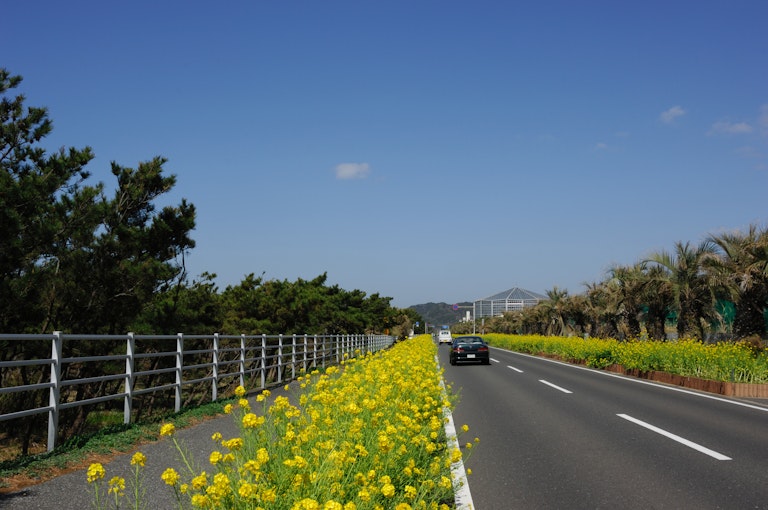 Boso Flower Line