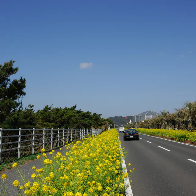 Boso Flower Line Boso Flower Line