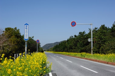 Boso Flower Line