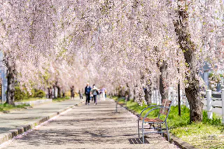Nicchu Line Weeping Cherry Blossom Trees