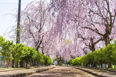 Nicchu Line Weeping Cherry Blossom Trees