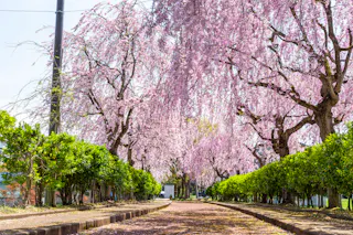 Nicchu Line Weeping Cherry Blossom Trees
