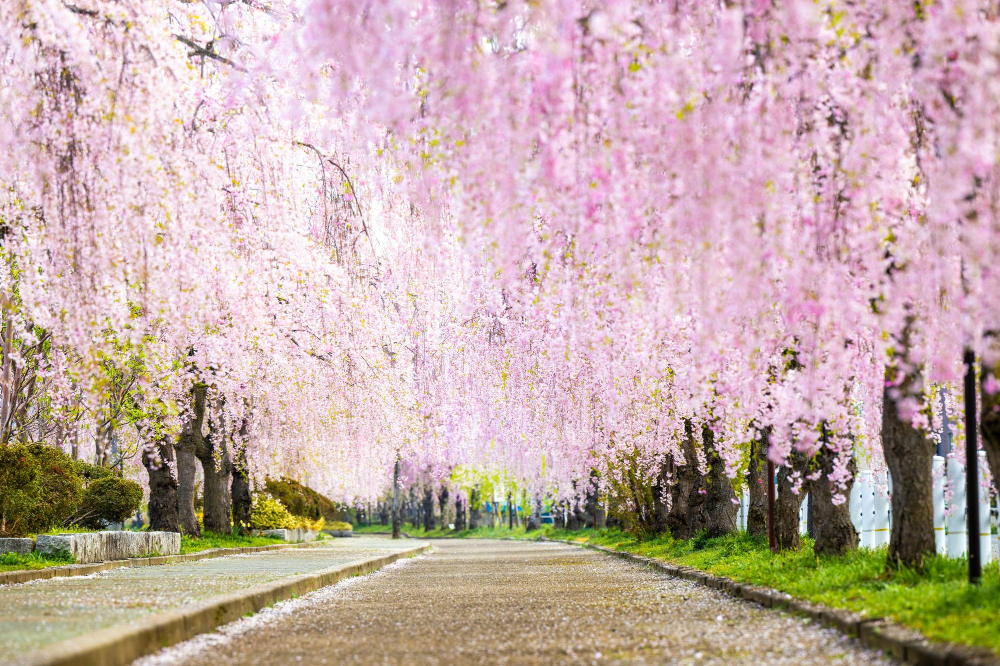 日中線しだれ桜並木（福島） - Trip To Japan