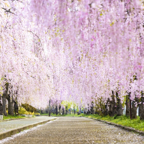Nicchu Line Weeping Cherry Blossom Trees Nicchu Line Weeping Cherry Blossom Trees